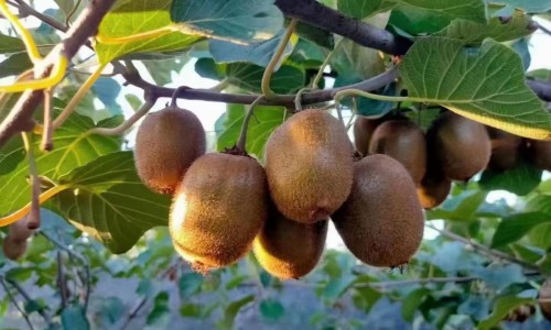 哺乳期面试需要说明吗网 - 网站提供哺乳期妇女找工作可以拒绝或延迟入职体检吗小常识、招聘哺乳期的妇女有什么风险